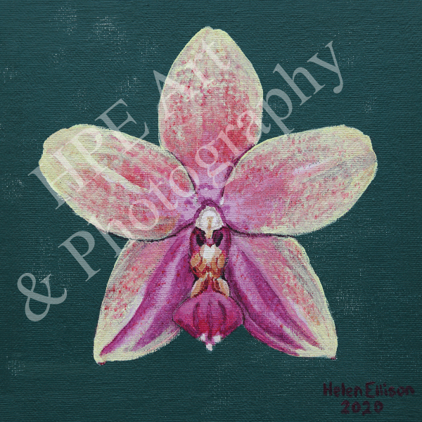 Phalaenopsis Orchid Flower